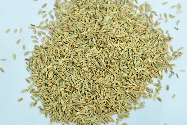 高羊茅 高羊茅