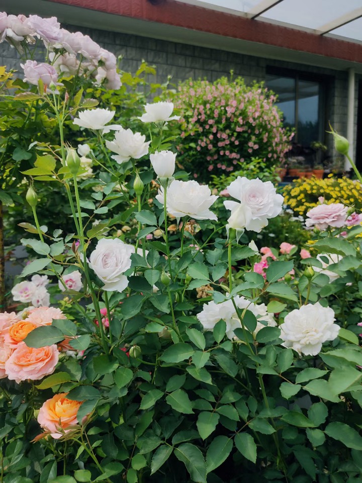 月季花的花瓣为什么会掉? 月季花的花瓣为什么会掉?