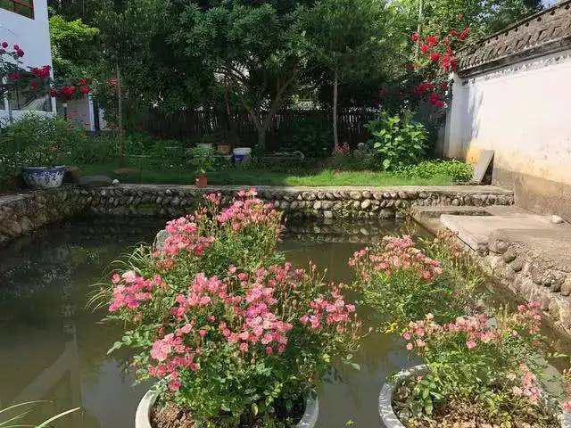 世界最小月季之一,好养开花不断 世界最小月季之一,好养开花不断