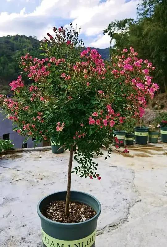 世界最小月季之一,好养开花不断 世界最小月季之一,好养开花不断