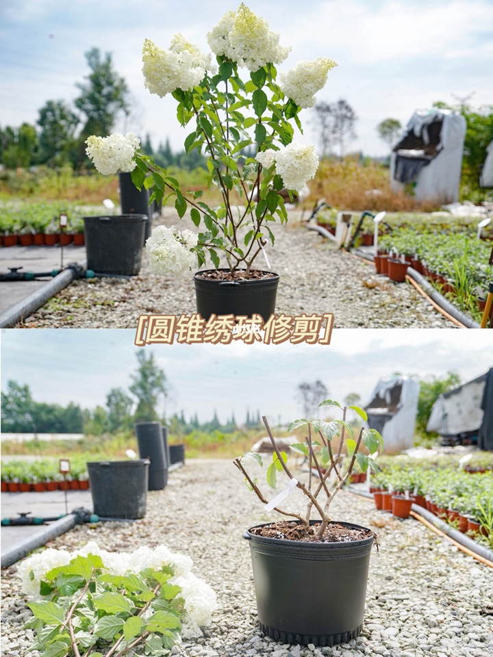圆锥绣球的修剪方法及注意事项 圆锥绣球的修剪方法及注意事项