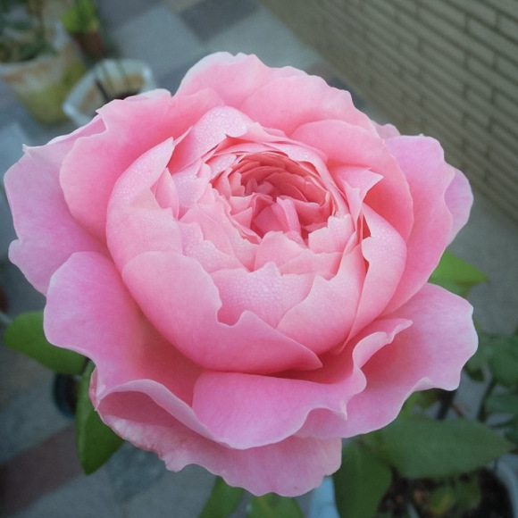 安-索菲·碧克 安-索菲·碧克
