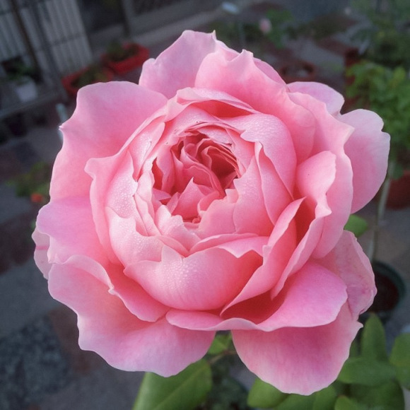 安-索菲·碧克 安-索菲·碧克