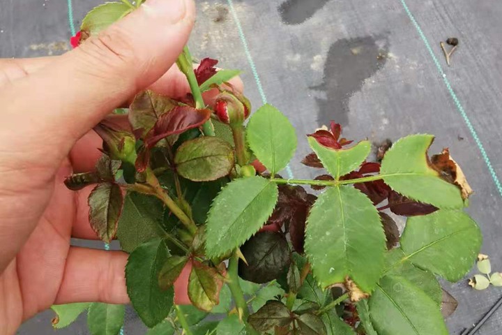 伏旧园之花 伏旧园之花