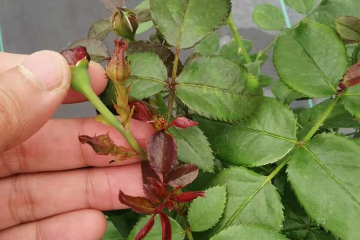 伏旧园之花 伏旧园之花