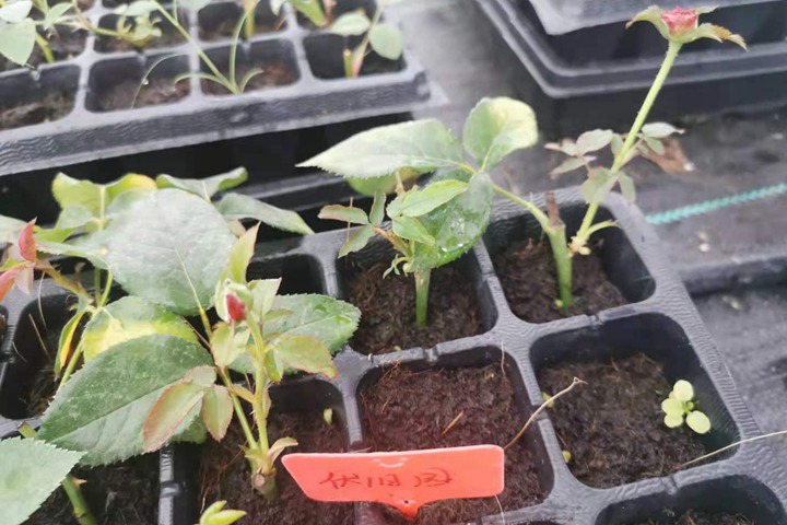 伏旧园之花 伏旧园之花