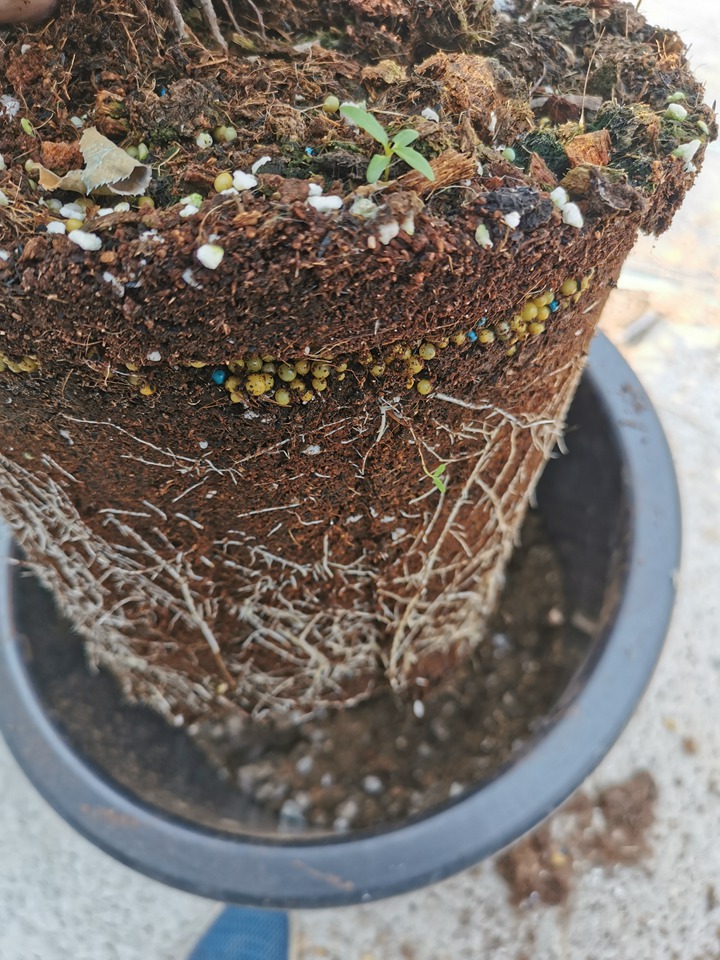 月季小苗长满5加仑有多快? 月季小苗长满5加仑有多快?