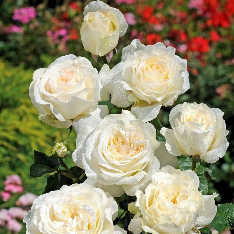 伊琳娜 伊琳娜
