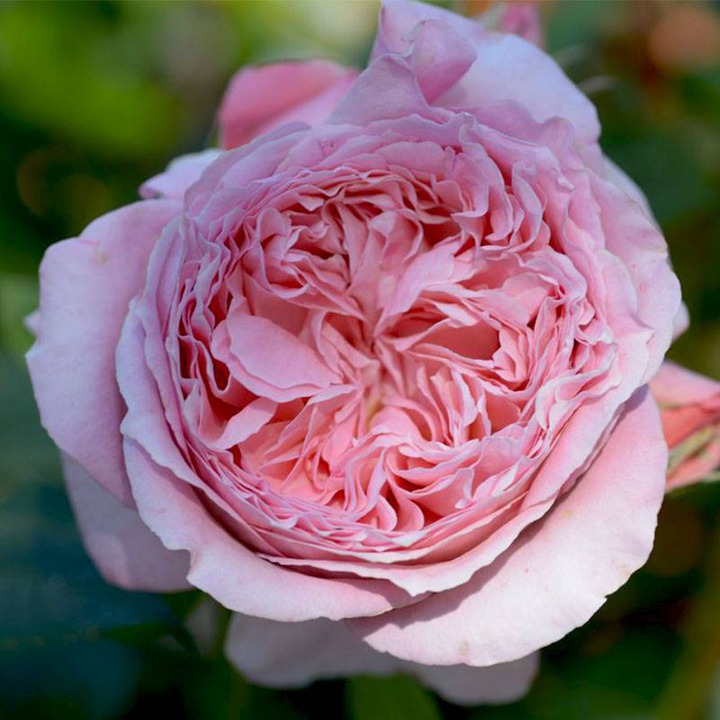 安索菲比克 Anne-Sophie Pic 安索菲比克 Anne-Sophie Pic