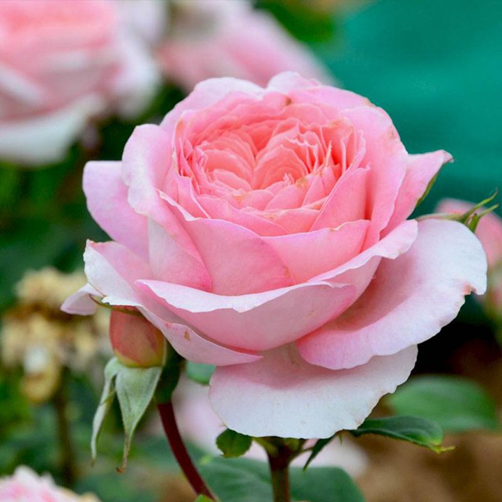 安索菲比克 安索菲比克