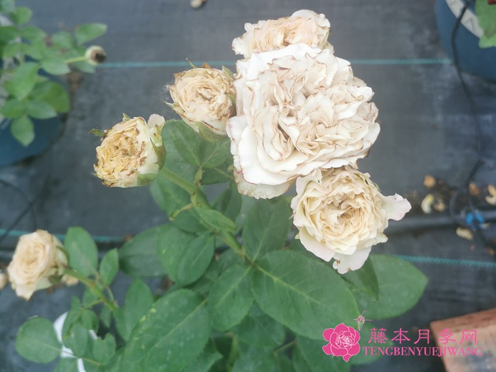 月季大教堂解毒了 月季大教堂解毒了