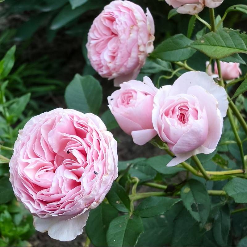 花园梦/花园之梦 花园梦/花园之梦