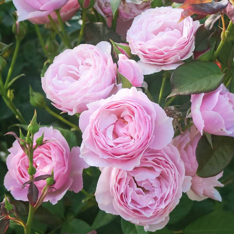花园梦/花园之梦 花园梦/花园之梦