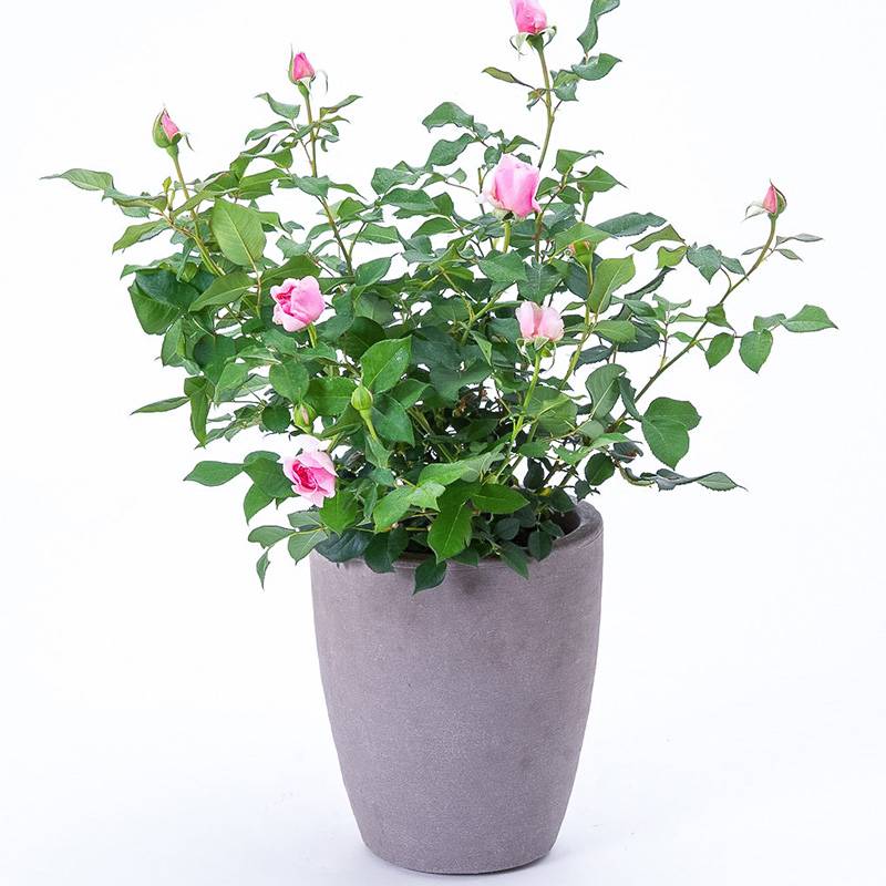 花园梦/花园之梦 花园梦/花园之梦