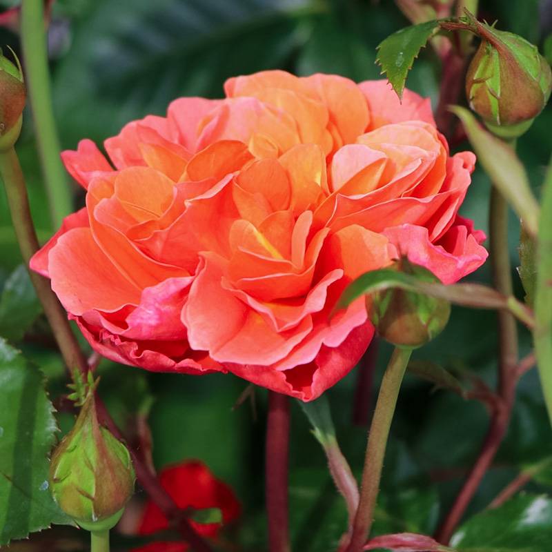 芳泉 芳泉