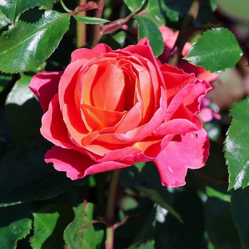 芳泉 芳泉