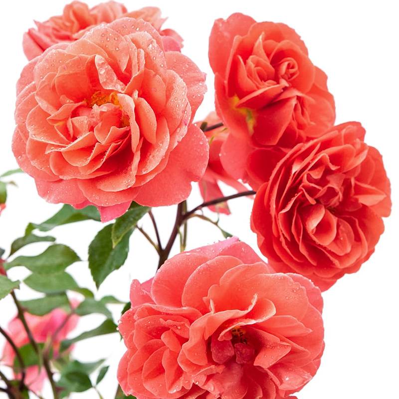 芳泉 芳泉
