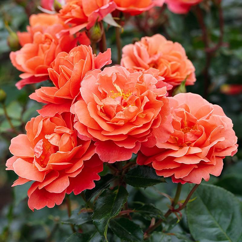 芳泉 芳泉