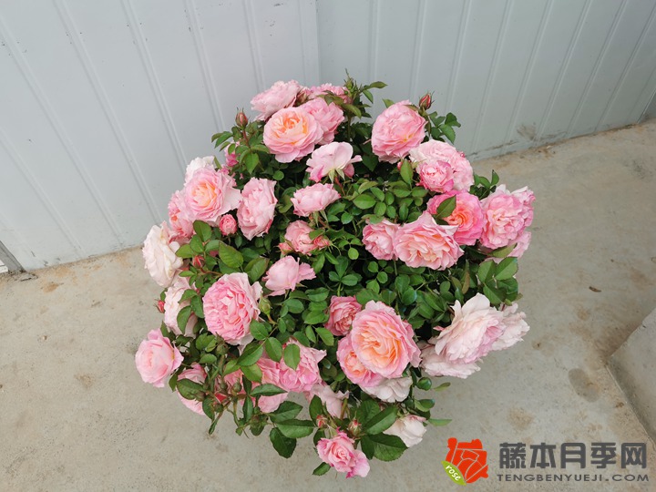 月季开花老是零零散散不整齐怎么办? 月季开花老是零零散散不整齐怎么办?