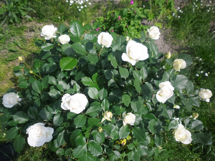 玛格丽特·梅丽尔Margaret Merril 玛格丽特·梅丽尔Margaret Merril