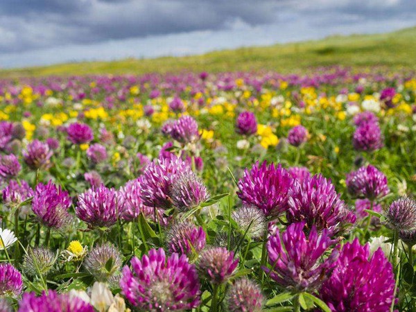 红三叶 红三叶