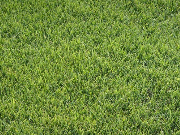 日本结缕草 日本结缕草