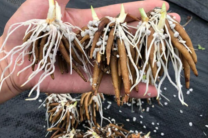 手把手教你种花毛茛 手把手教你种花毛茛