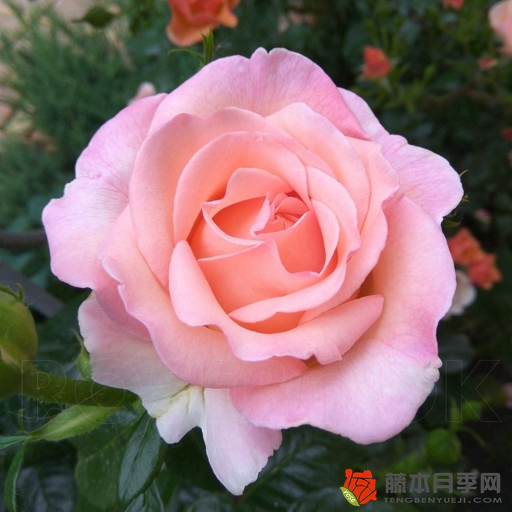 甜美塞莉Sweet Syrie 甜美塞莉Sweet Syrie