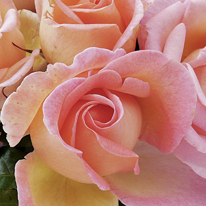 月季花叶子生虫怎么办 月季花叶子生虫怎么办