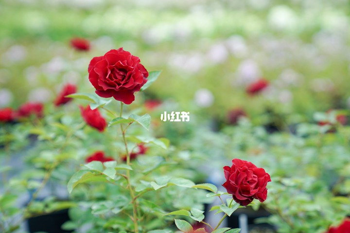 夏季表现也优秀的月季花推荐! 夏季表现也优秀的月季花推荐!