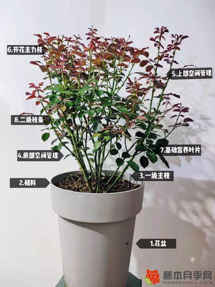 大神分享月季夏季修剪养护技巧 大神分享月季夏季修剪养护技巧