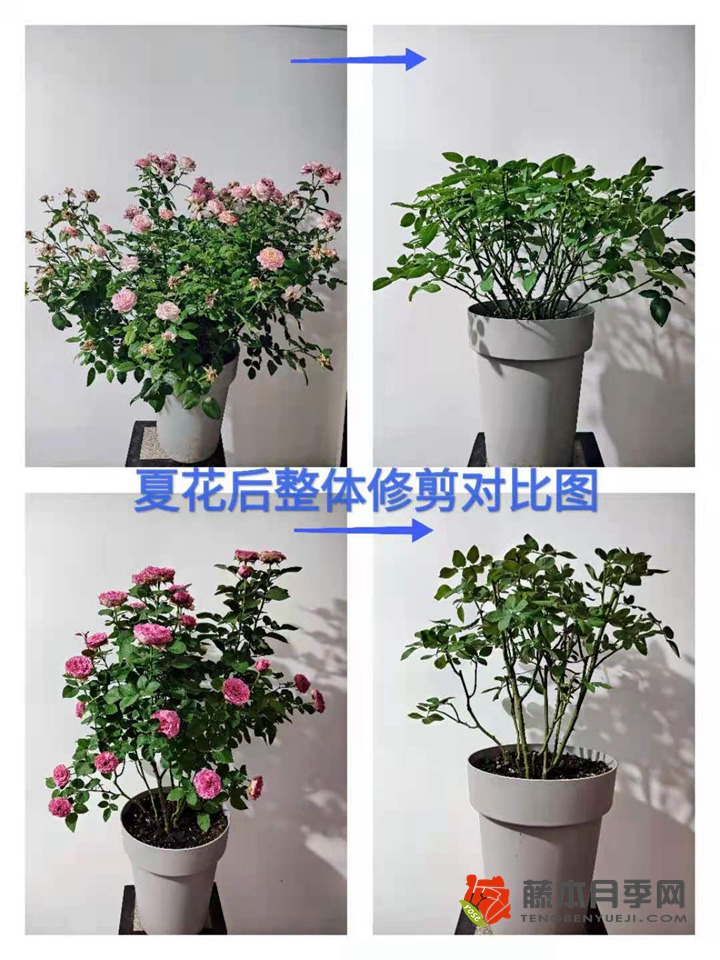 大神分享月季夏季修剪养护技巧 大神分享月季夏季修剪养护技巧