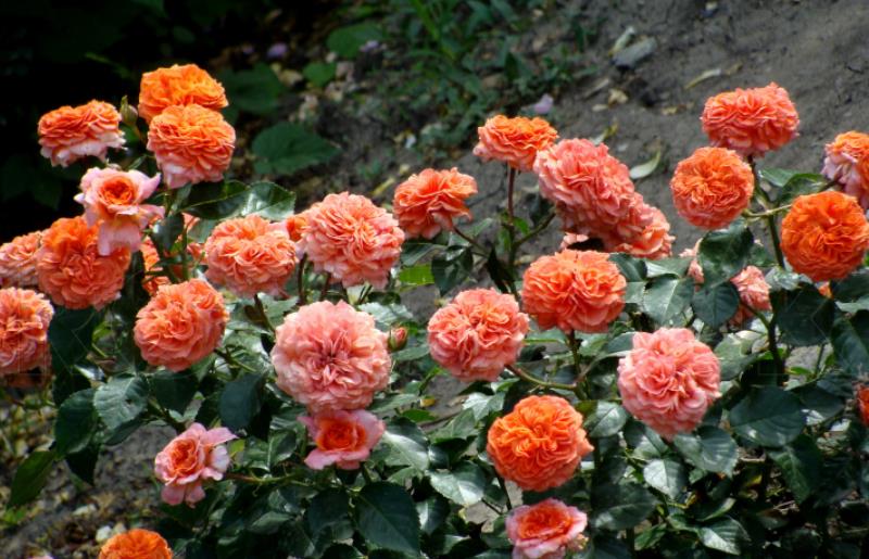 橘园Orangerie 橘园Orangerie