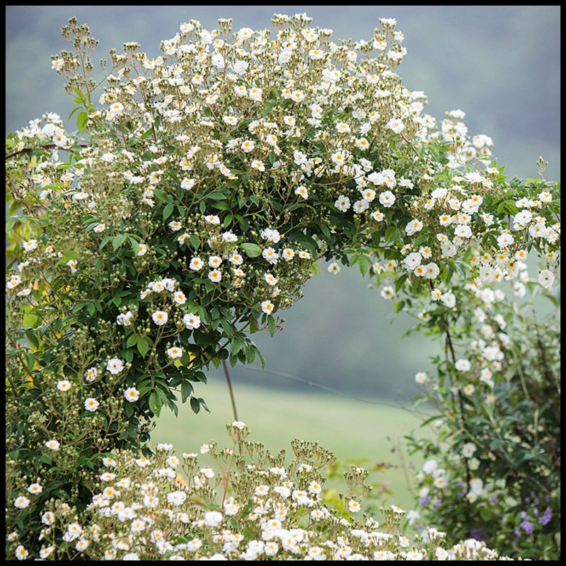 爱的花环Guirlande d'Amour 爱的花环Guirlande d'Amour