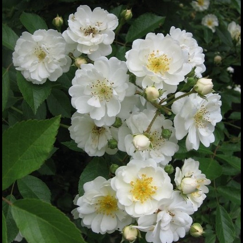 爱的花环Guirlande d'Amour 爱的花环Guirlande d'Amour