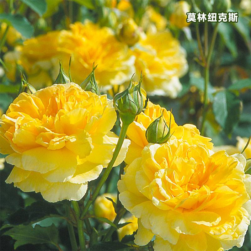 莫林纽克斯Molineux 莫林纽克斯Molineux