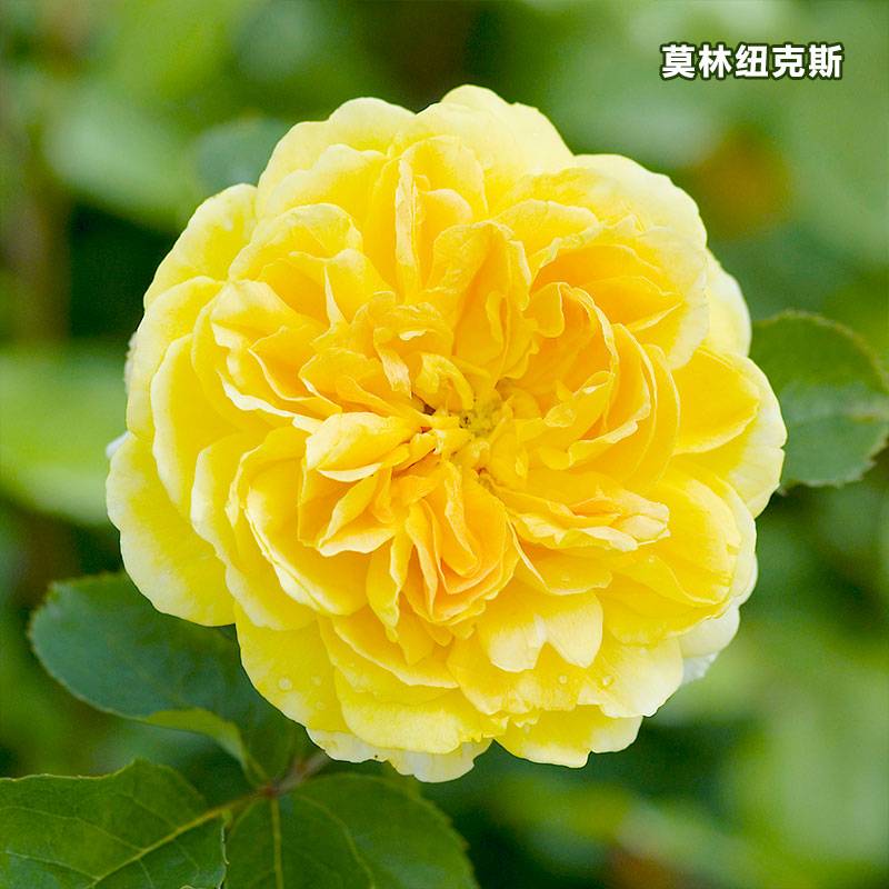 莫林纽克斯Molineux 莫林纽克斯Molineux