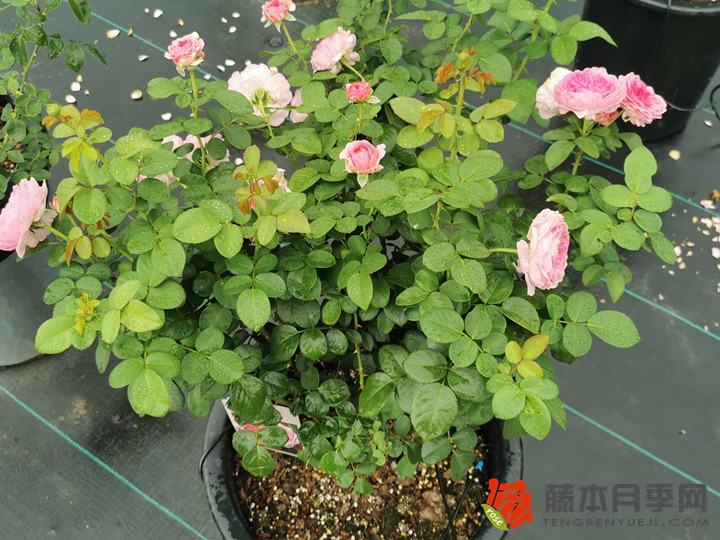 根接月季 根接月季