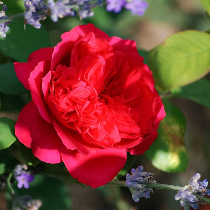 红丝带Ruban Rouge 红丝带Ruban Rouge