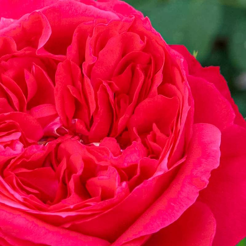 红丝带Ruban Rouge 红丝带Ruban Rouge