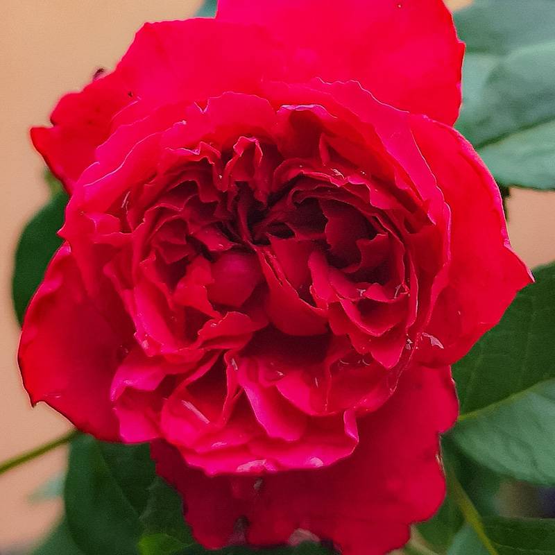 红丝带Ruban Rouge 红丝带Ruban Rouge