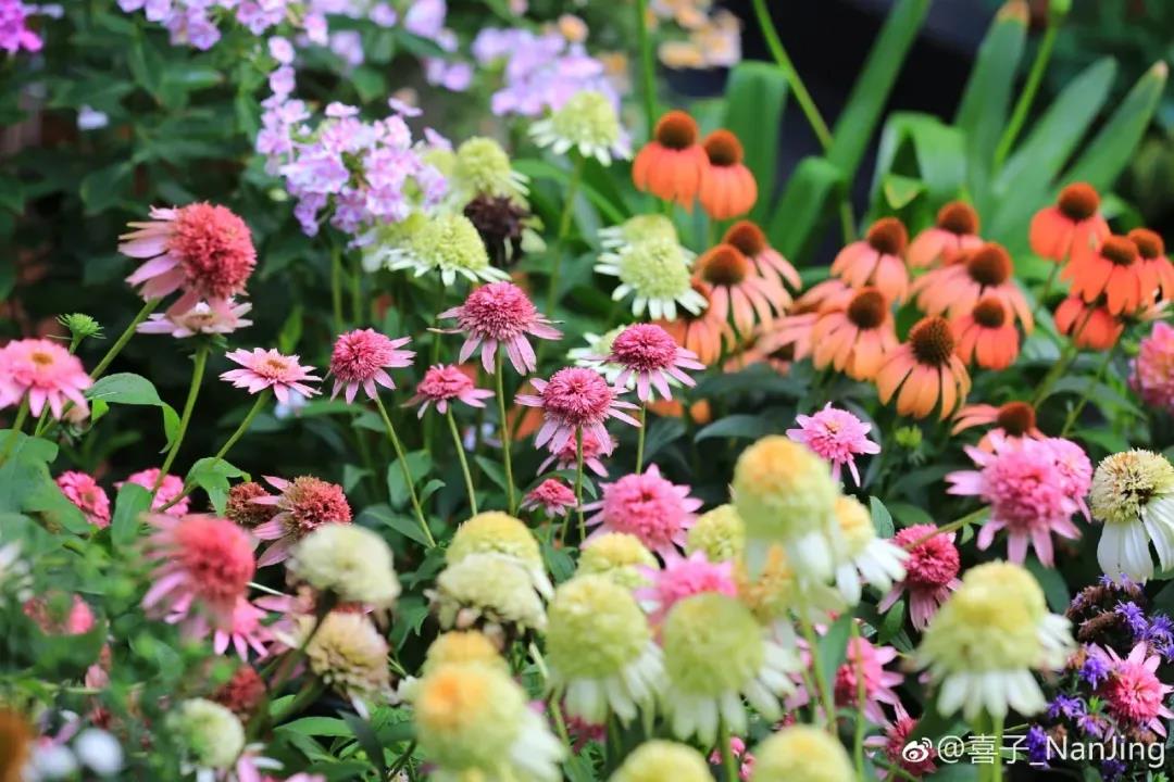 1625566518111243.jpg 13款夏季开花的植物推荐