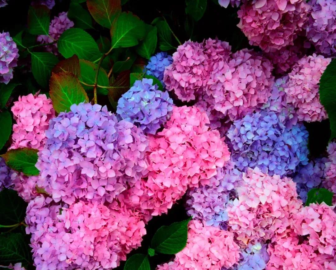 1625566518128955.jpg 13款夏季开花的植物推荐