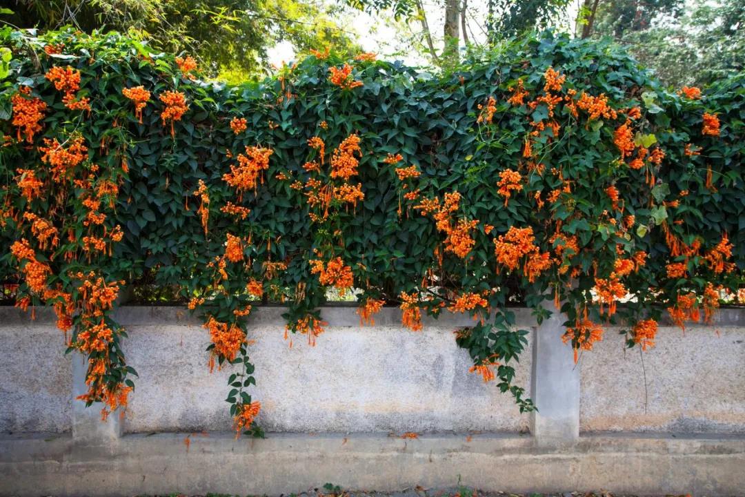 1625566518471552.jpg 13款夏季开花的植物推荐