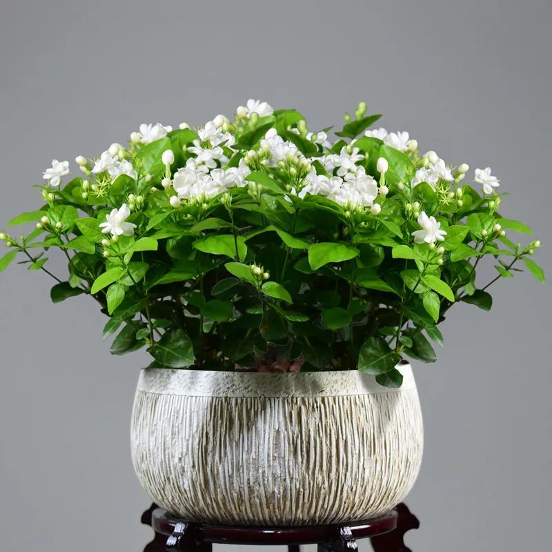 1625566518536907.jpg 13款夏季开花的植物推荐