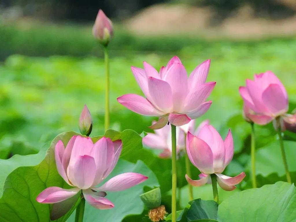 1625566518793173.jpg 13款夏季开花的植物推荐