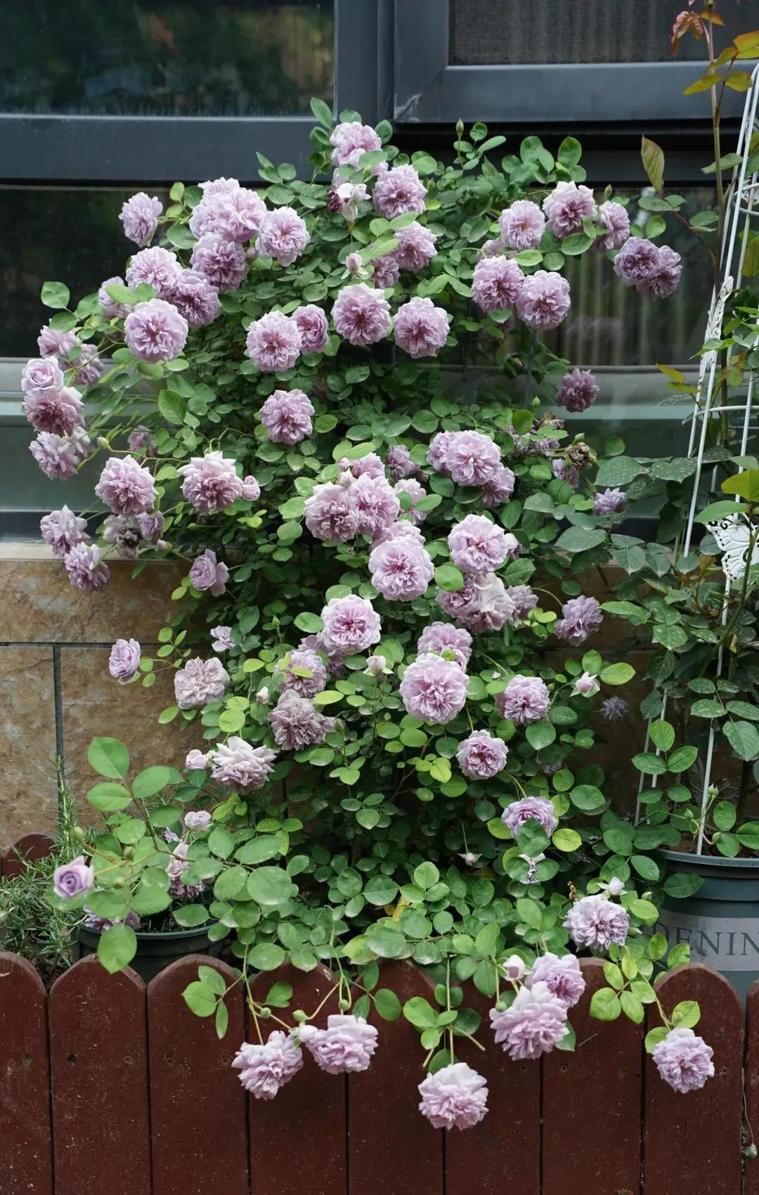 1625566518957458.jpg 13款夏季开花的植物推荐