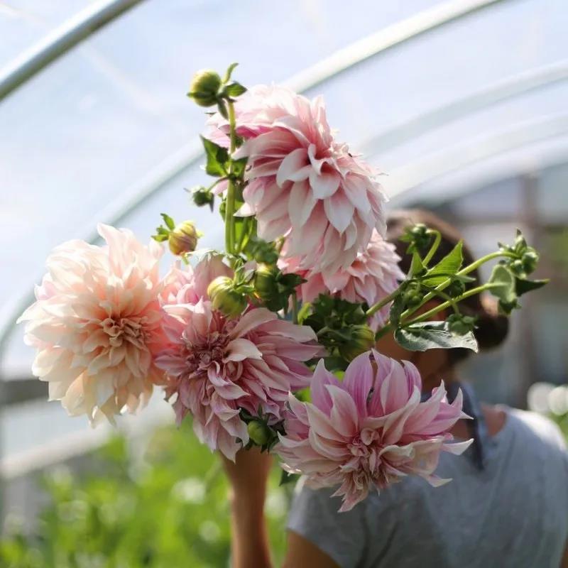 1625566519203564.jpg 13款夏季开花的植物推荐