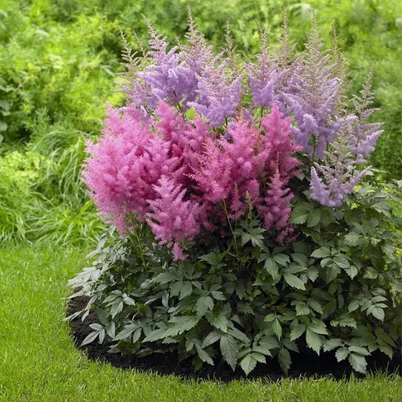 1625566519773688.jpg 13款夏季开花的植物推荐