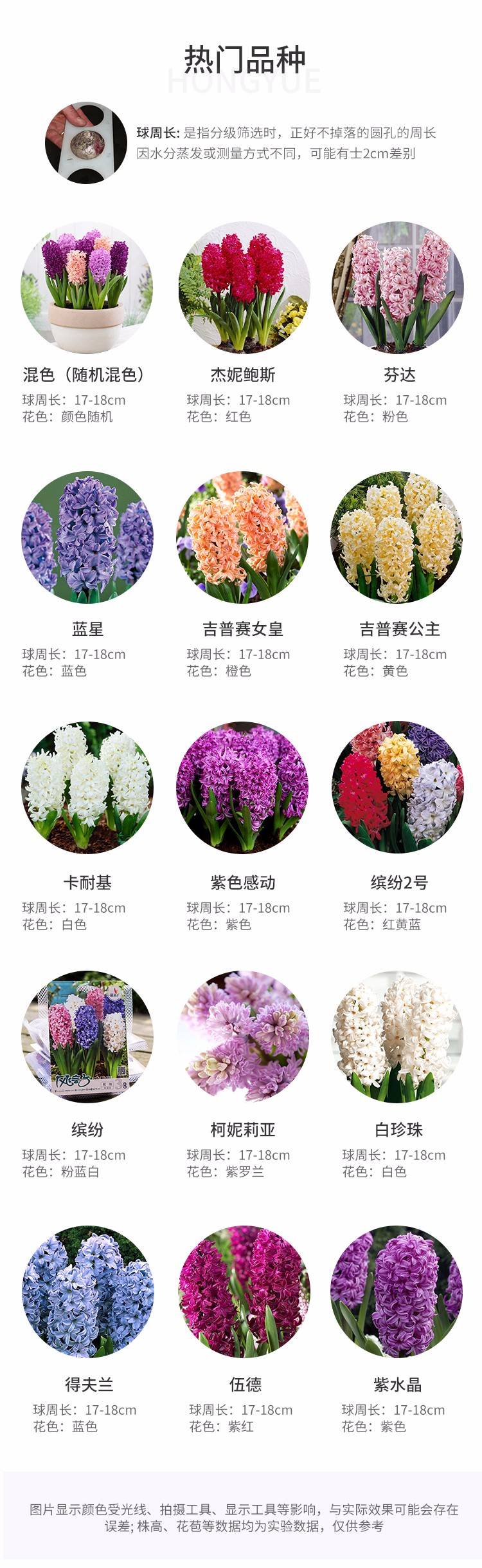 风信子品种图片大全 风信子品种图片大全